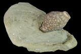 Fossil Crinoid (Macrocrinus) Calyx - Crawfordsville, Indiana #132802-2